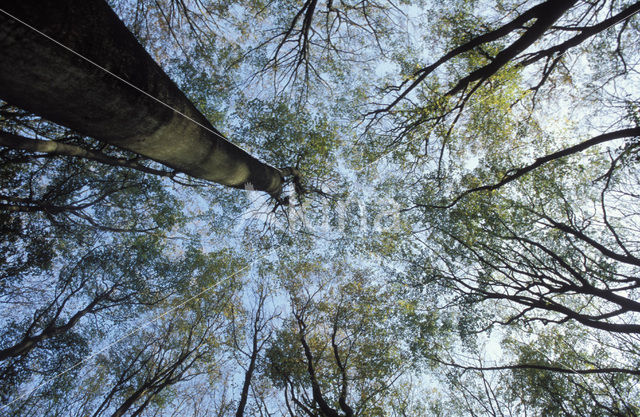 Beech (Fagus spec.)