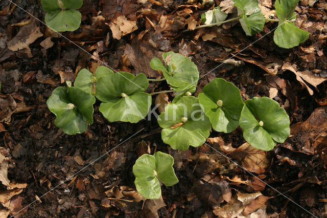 Beuk (Fagus sylvatica)