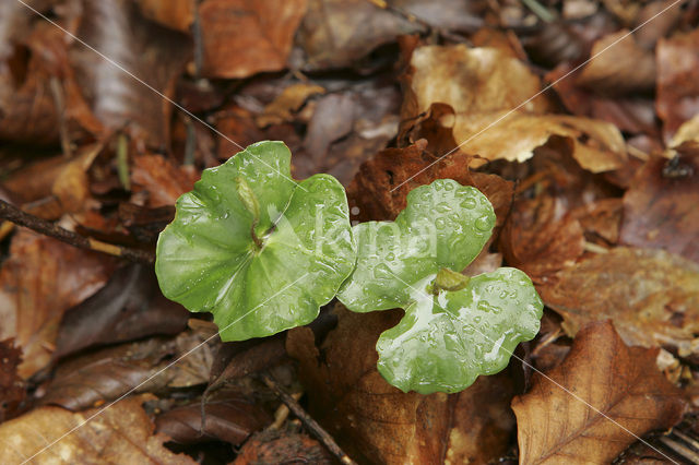 Beuk (Fagus sylvatica)