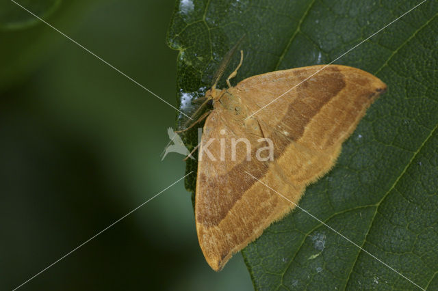 Barred Hook-tip (Watsonalla cultraria)