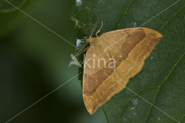 Barred Hook-tip (Watsonalla cultraria)