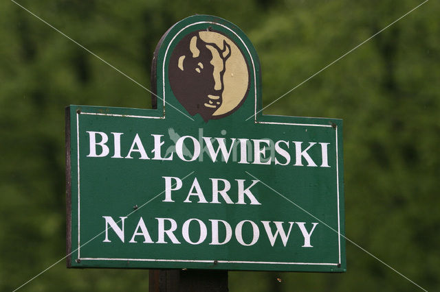 Bialowieza National Park