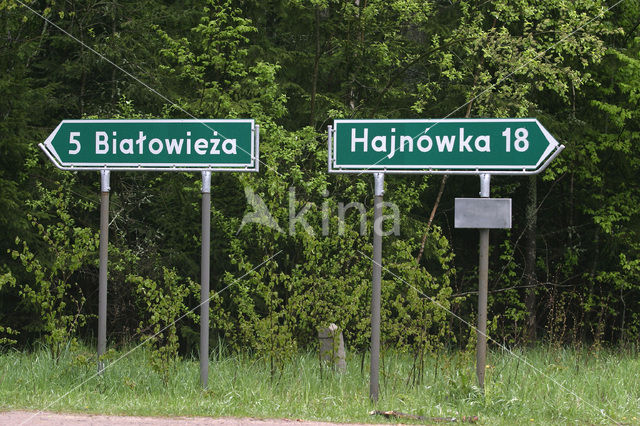 Bialowieza National Park