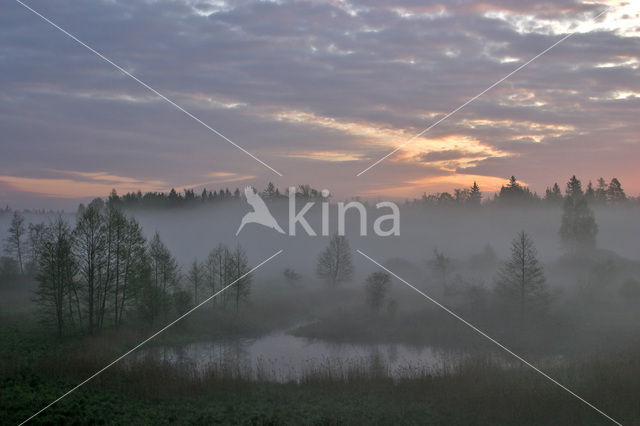 Bialowieza National Park