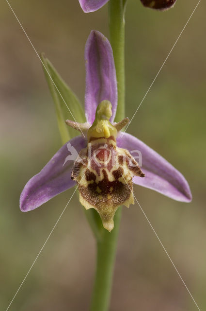 Bijenorchis (Ophrys apifera)