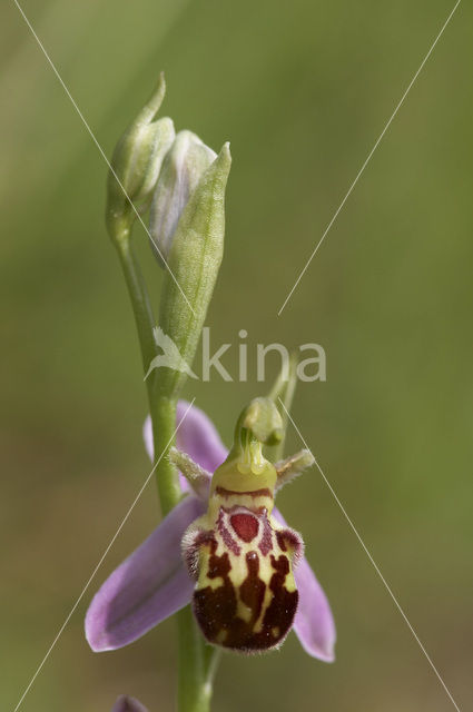 Bijenorchis (Ophrys apifera)