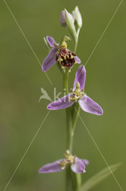 Bijenorchis (Ophrys apifera)