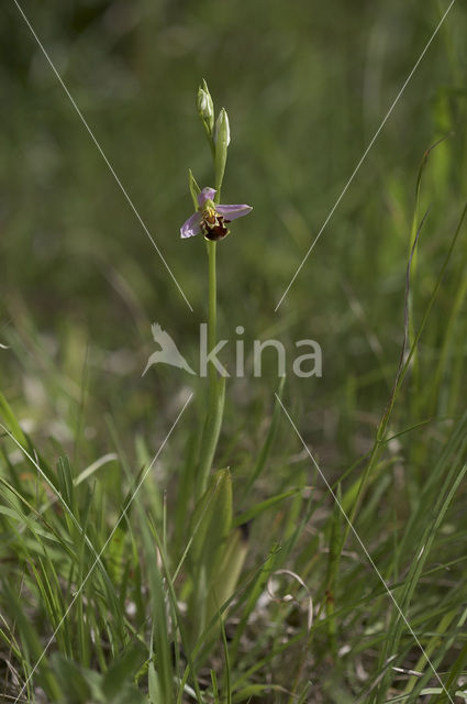 Bijenorchis (Ophrys apifera)