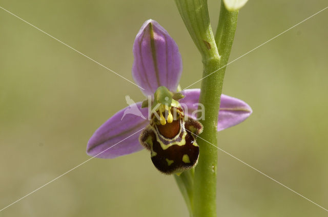 Bijenorchis (Ophrys apifera)