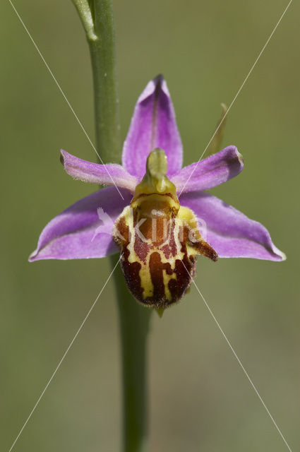 Bijenorchis (Ophrys apifera)