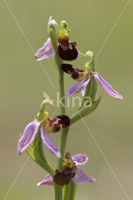 Bijenorchis (Ophrys apifera)