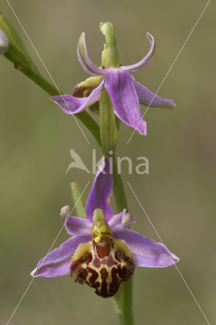 Bijenorchis (Ophrys apifera)