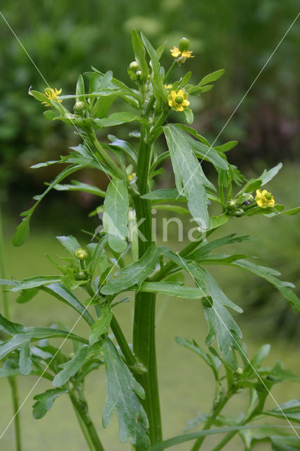 Blaartrekkende boterbloem (Ranunculus sceleratus)