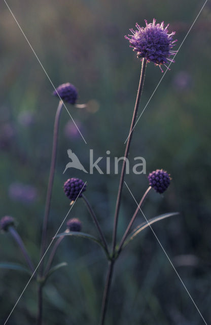 Devil’s-bit Scabious (Succisa pratensis)