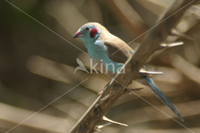 Blauwfazantje (Uraeginthus bengalus)