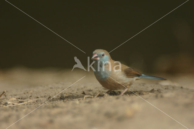 Blauwfazantje (Uraeginthus bengalus)