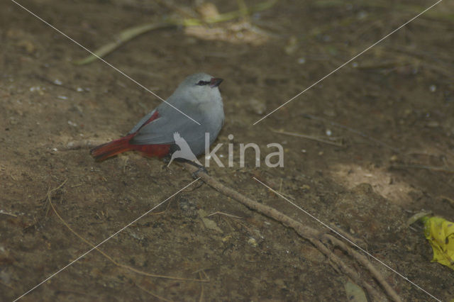 Lavender Waxbill (Estrilda caerulescens)
