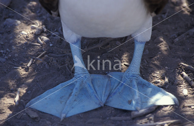 Blue-footed booby (Sula nebouxii)