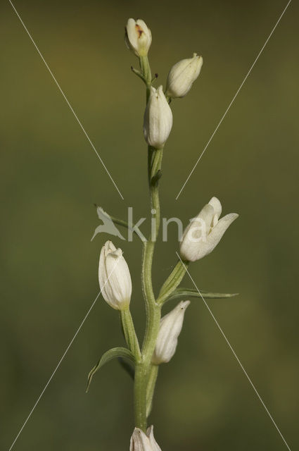 Bleek bosvogeltje (Cephalanthera damasonium)