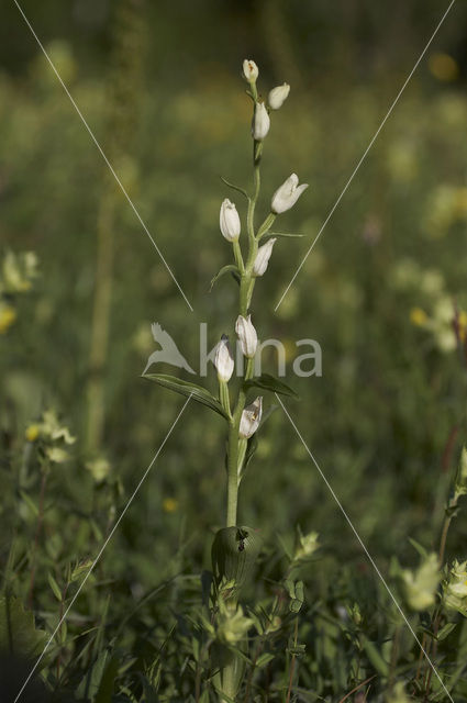 Bleek bosvogeltje (Cephalanthera damasonium)