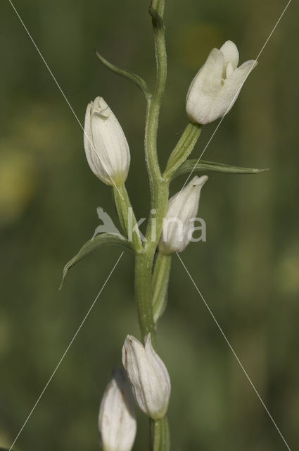 Bleek bosvogeltje (Cephalanthera damasonium)