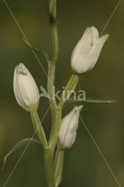 White Helleborine (Cephalanthera damasonium)