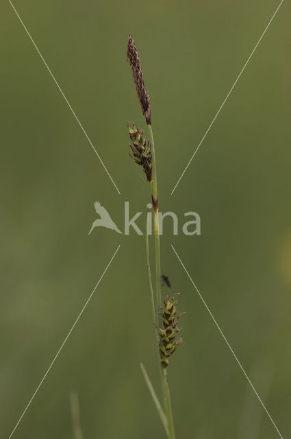 Blonde zegge (Carex hostiana)
