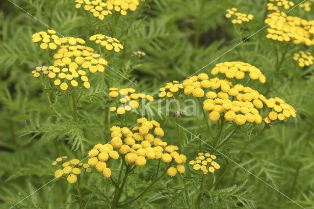 Boerenwormkruid (Tanacetum vulgare)