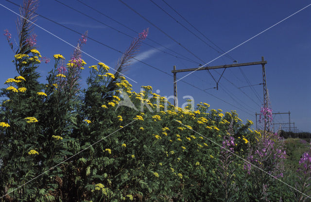 Boerenwormkruid (Tanacetum vulgare)