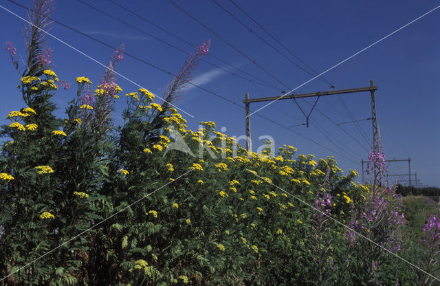 Tansy (Tanacetum vulgare)