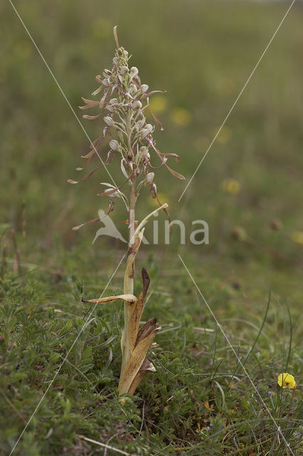 Bokkenorchis (Himantoglossum hircinum)