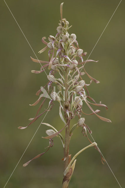 Bokkenorchis (Himantoglossum hircinum)