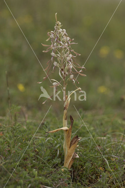 Bokkenorchis (Himantoglossum hircinum)