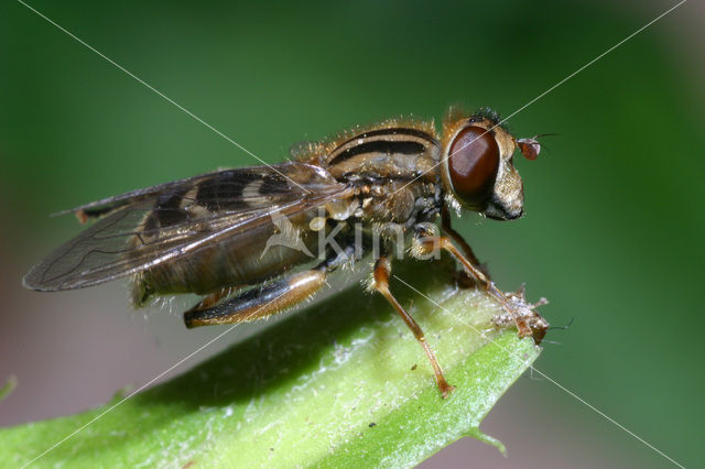 Bokserwaterzwever (Anasimyia interpuncta)