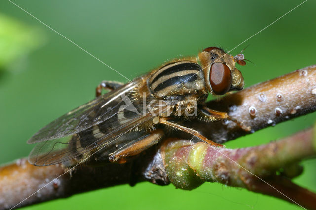 Bokserwaterzwever (Anasimyia interpuncta)