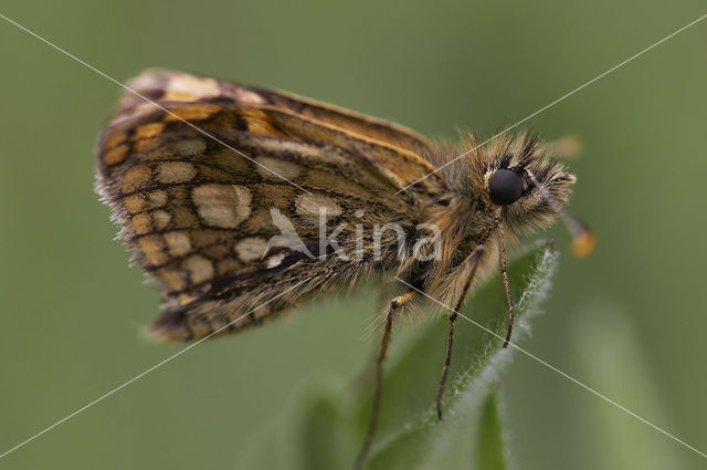 Bont dikkopje (Carterocephalus palaemon)