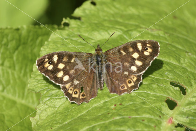 Speckled Wood (Pararge aegeria)