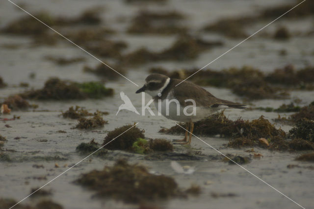 Bontbekplevier (Charadrius hiaticula)