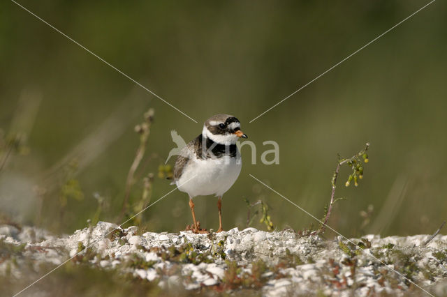 Bontbekplevier (Charadrius hiaticula)