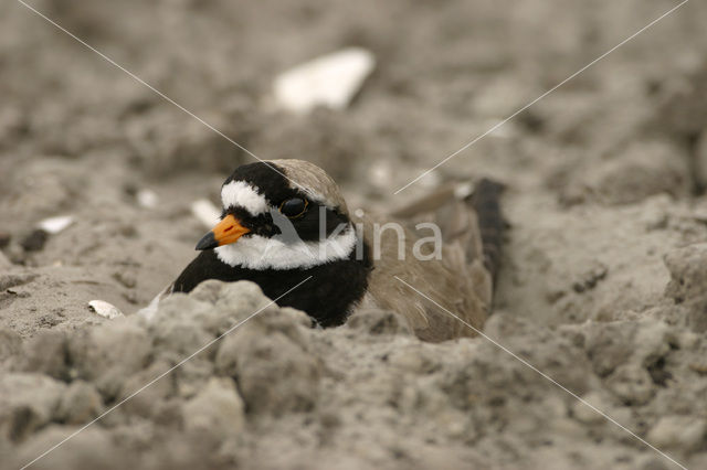 Bontbekplevier (Charadrius hiaticula)