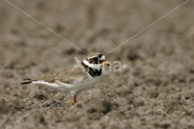 Bontbekplevier (Charadrius hiaticula)