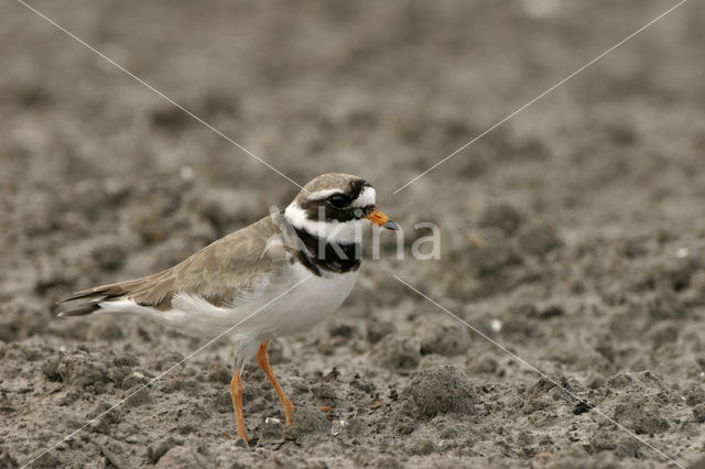 Bontbekplevier (Charadrius hiaticula)