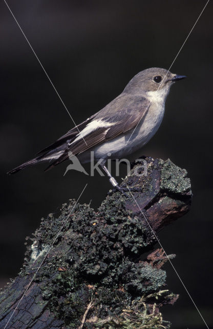 Bonte Vliegenvanger (Ficedula hypoleuca)