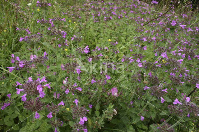 Borstelkrans (Clinopodium vulgare)