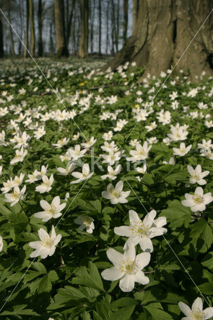 Wood Anemone (Anemone nemorosa)