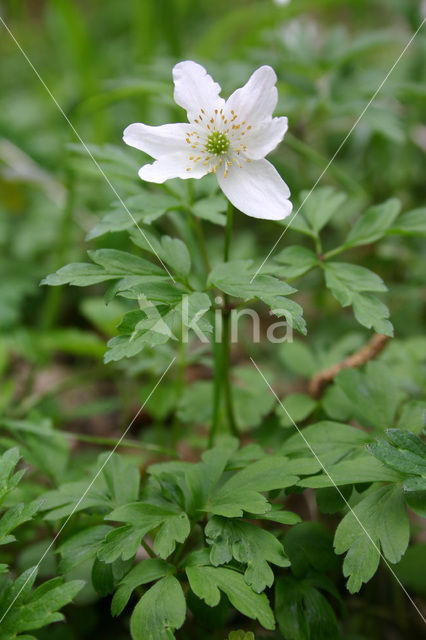 Bosanemoon (Anemone nemorosa)