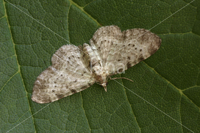 Bosbesdwergspanner (Rhinoprora debiliata)