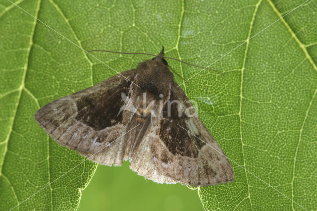 Bosbessnuituil (Hypena crassalis)