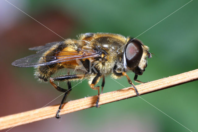 Eristalis horticola