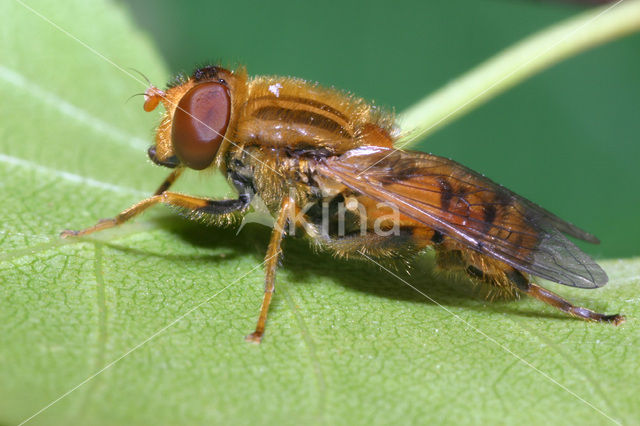Hoverfly (Parhelophilus frutetorum)